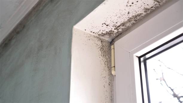Best Biohazard Mold Removal  in De Motte, IN