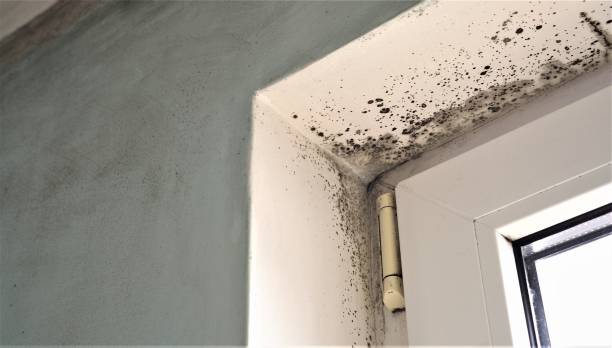 Best Attic Mold Removal  in De Motte, IN