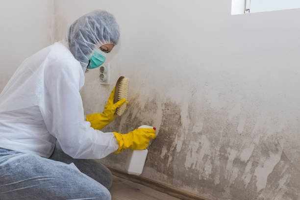 Best Environmental Consulting for Mold Prevention  in De Motte, IN