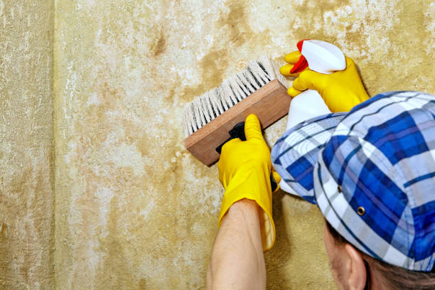 Biohazard Mold Removal in De Motte, IN