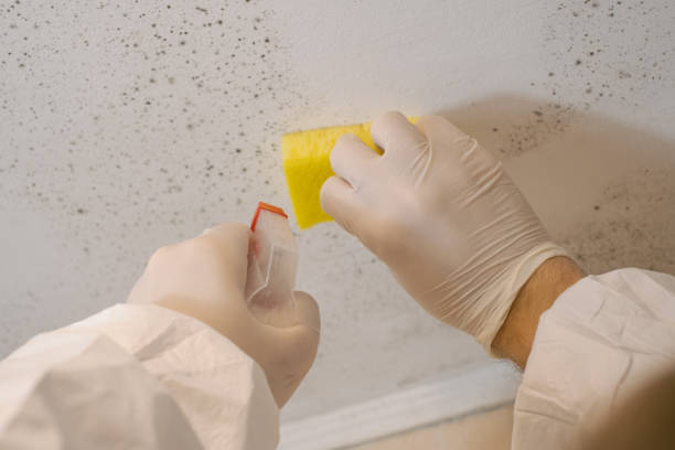  De Motte, IN Mold Removal Pros