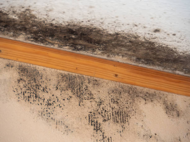 De Motte, IN Mold Removal Company