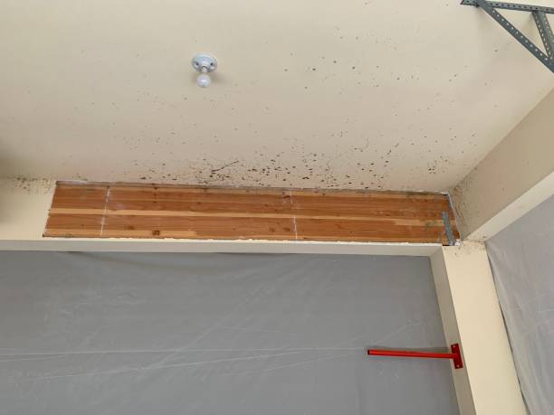 Best Asbestos and Lead Testing During Mold Inspection  in De Motte, IN
