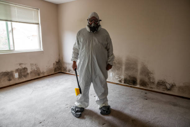 Best Biohazard Mold Removal  in De Motte, IN