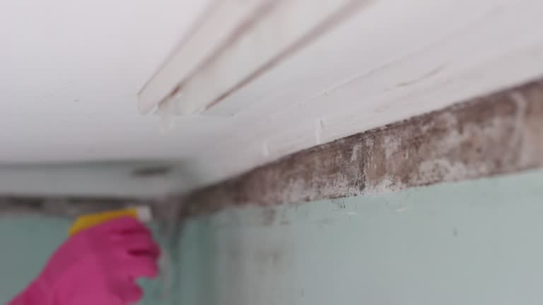 Best Mold Documentation for Insurance Claims  in De Motte, IN